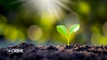 Image of a plant growing from soil